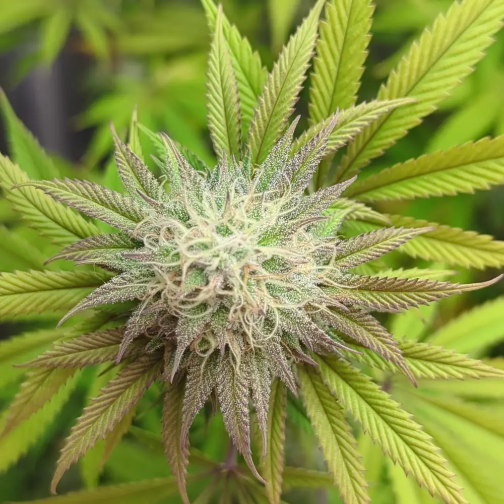 Lemon Cherry Gelato Strain: An In-Depth Overview